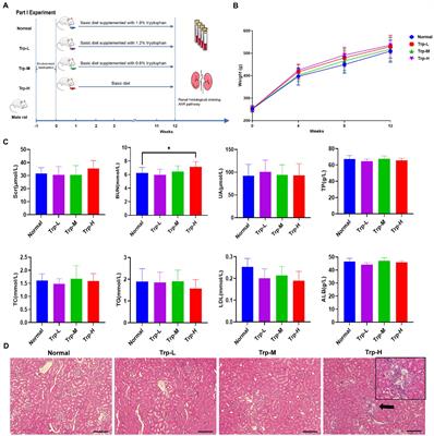 Tryptophan intake, not always the more the better